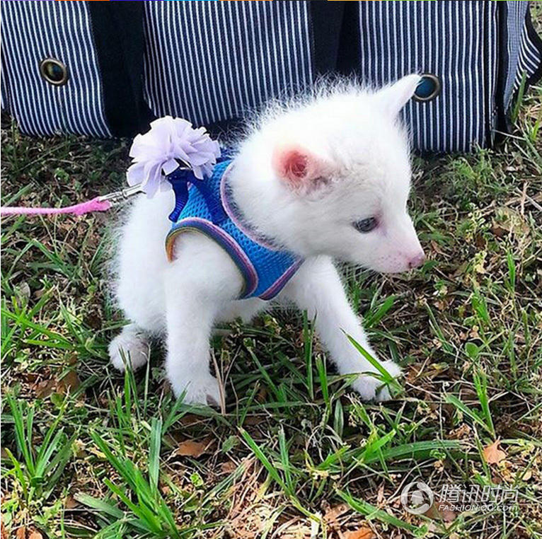 上海宠物空运宠物托运宠物航空货